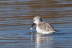 Calidris alba