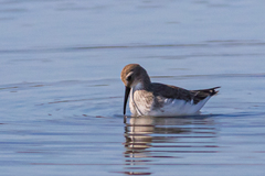 Calidris ferruginea