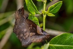 Eantis papinianus