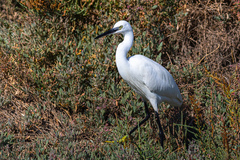 Egretta garzetta