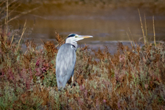 Ardea cinerea