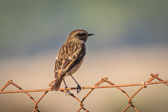 Saxicola rubicola