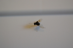 Chrysopilus basilaris