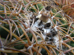 Coryphantha elephantidens