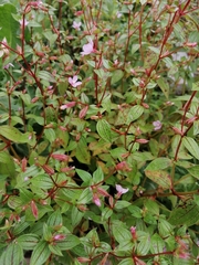 Marcetieae
