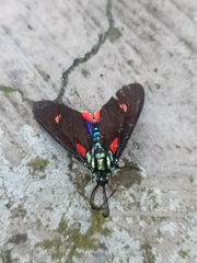 Cyanopepla fulgens
