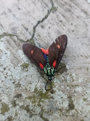 Cyanopepla fulgens