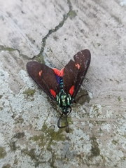 Cyanopepla fulgens