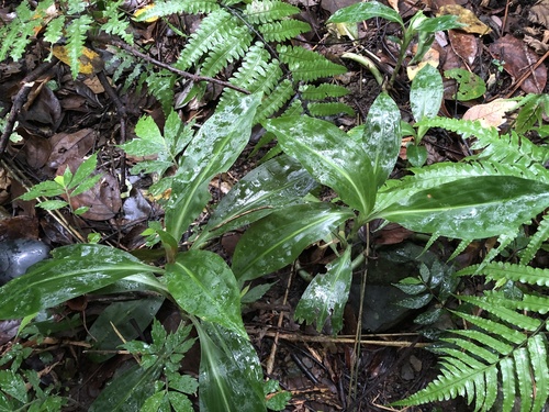 Goodyera fumata iNat (2)