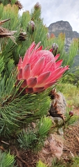 Protea aristata