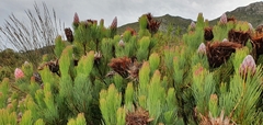 Protea aristata