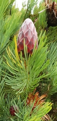 Protea aristata