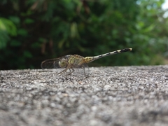 Diplacodes trivialis
