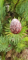Protea aristata