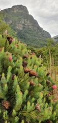 Protea aristata