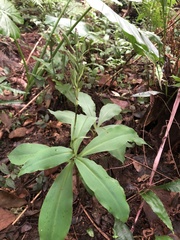 Habenaria pantlingiana