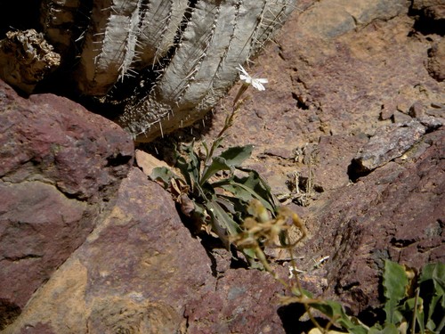 Silene patula subsp. amurensis image