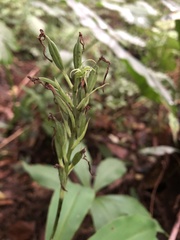 Habenaria pantlingiana