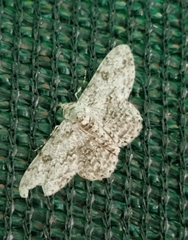 Ascotis reciprocaria