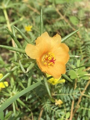Portulaca suffrutescens