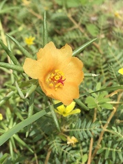 Portulaca suffrutescens