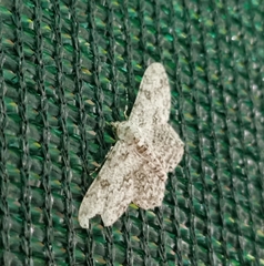 Ascotis reciprocaria