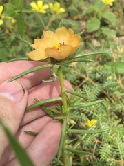 Portulaca suffrutescens