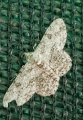 Ascotis reciprocaria