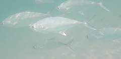 Scomberoides