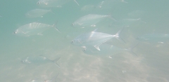 Scomberoides