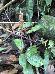 Goodyera rubicunda