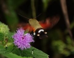 Macroglossum affictitia