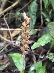 Goodyera rubicunda