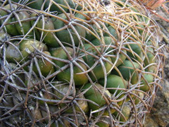 Coryphantha elephantidens