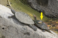 Trachemys scripta elegans