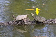 Trachemys scripta elegans