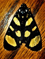Heraclia africana