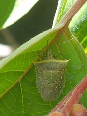 Arvelius albopunctatus