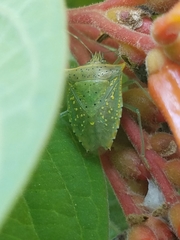 Arvelius albopunctatus