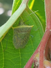 Arvelius albopunctatus