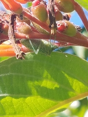 Arvelius albopunctatus