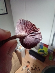Laccaria amethystina