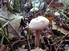 Laccaria amethystina