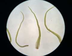 Pleuridium subulatum