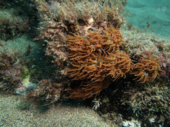 Anemonia sargassensis