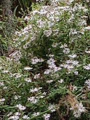 Ampelaster carolinianus