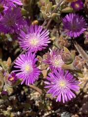 Drosanthemum macrocalyx
