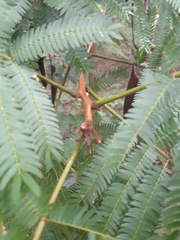 Enterolobium schomburgkii