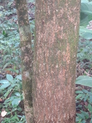 Enterolobium schomburgkii