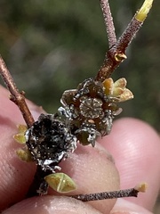 Drosanthemum macrocalyx